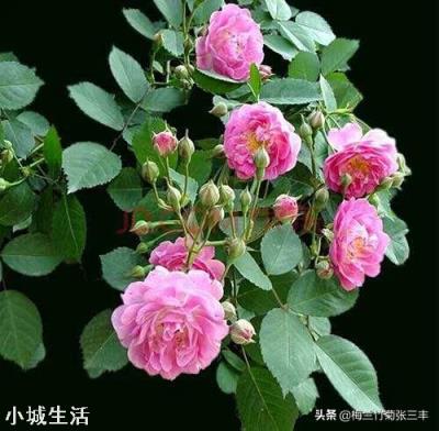 为什么月季叶子会卷起来？绿萝用什么肥料？