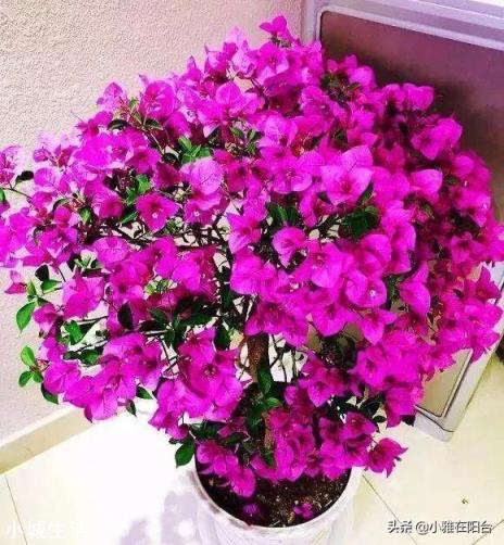 三角梅开花时施复合肥好吗? ?