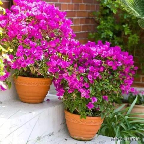 三角梅开花时施复合肥好吗? ?