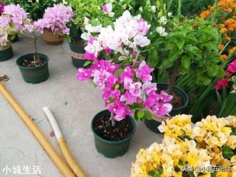 三角梅开花时施复合肥好吗? ?