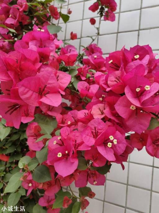 三角梅开花时施复合肥好吗? ?