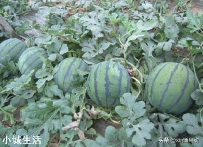 西瓜怎么种，长果又多又甜？