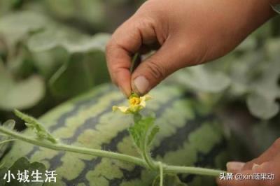 西瓜怎么种，长果又多又甜？