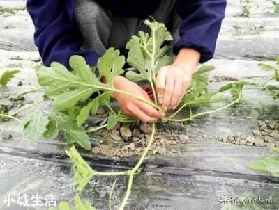 西瓜怎么种，长果又多又甜？