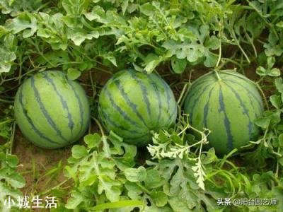 西瓜怎么种，长果又多又甜？