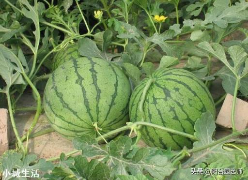 西瓜怎么种，长果又多又甜？