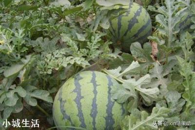 西瓜怎么种，长果又多又甜？