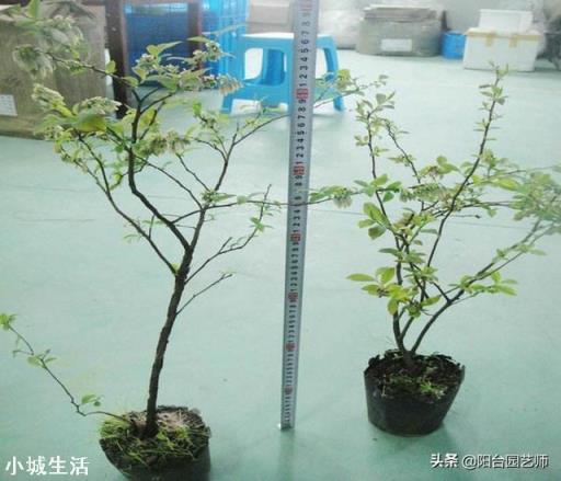 五年的蓝莓苗能不能养活?蓝莓苗长的很慢吗?