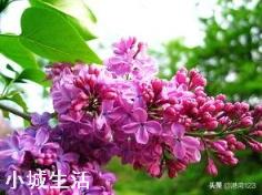花卉都有哪些害虫？