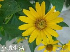 花卉都有哪些害虫？
