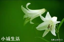 花卉都有哪些害虫？