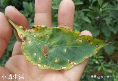 花卉都有哪些害虫？