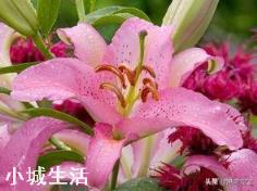 花卉都有哪些害虫？