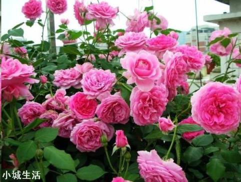 地载月季有花苞怎么施肥?