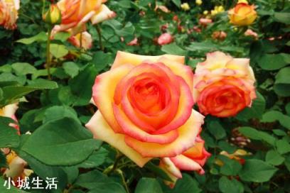 地载月季有花苞怎么施肥?