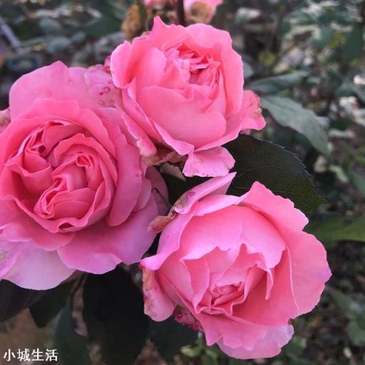 地载月季有花苞怎么施肥?