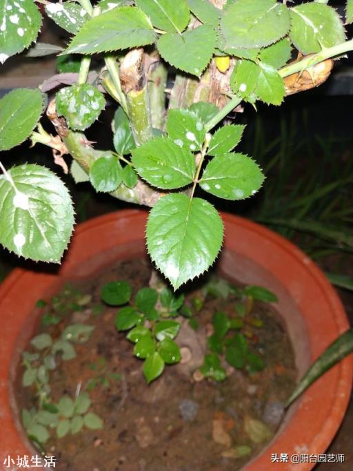 地载月季有花苞怎么施肥?