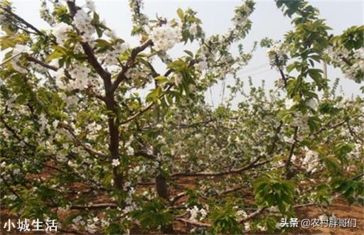 大樱桃盛花期能喷防冻叶面肥吗,效果如何?