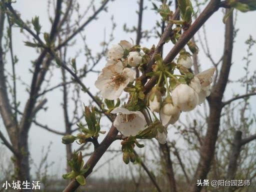 大樱桃盛花期能喷防冻叶面肥吗,效果如何?