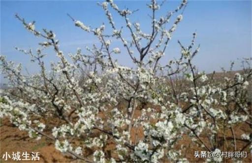 大樱桃盛花期能喷防冻叶面肥吗,效果如何?