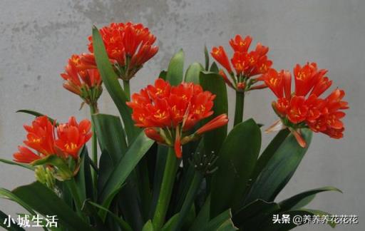 君子兰可以直接用营养土吗?