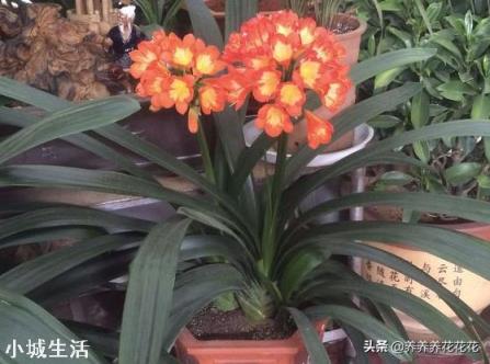 君子兰可以直接用营养土吗?
