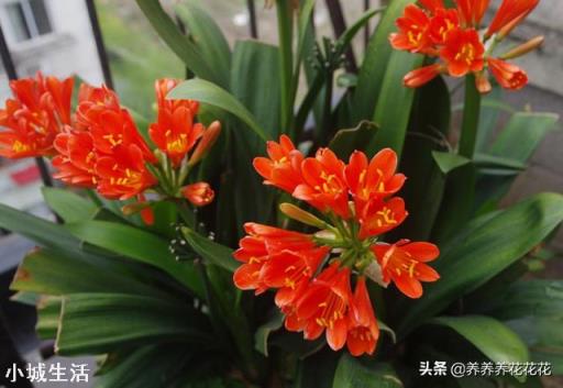 君子兰可以直接用营养土吗?