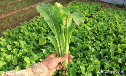 小白菜不打药怎么治理虫害？