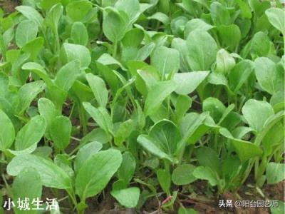小白菜不打药怎么治理虫害？