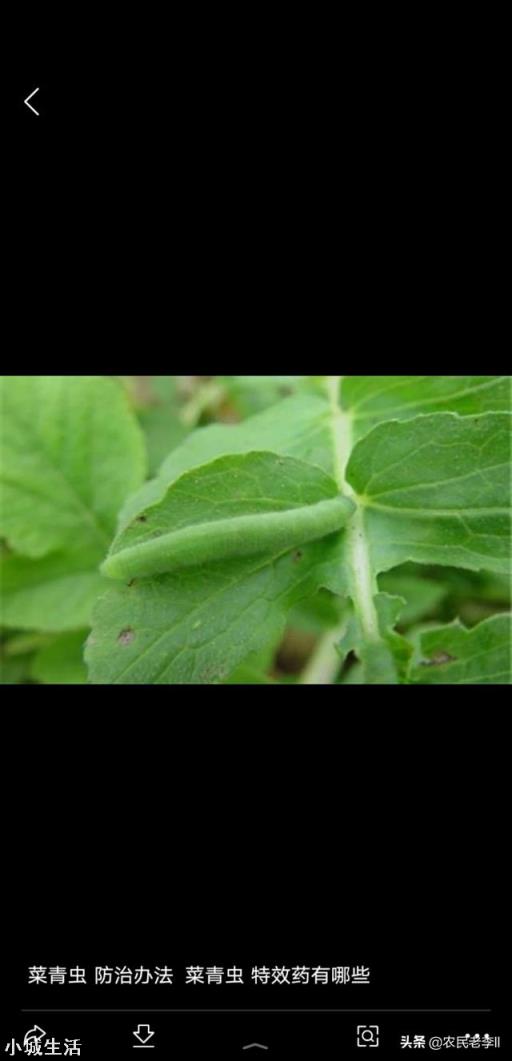 小白菜不打药怎么治理虫害？
