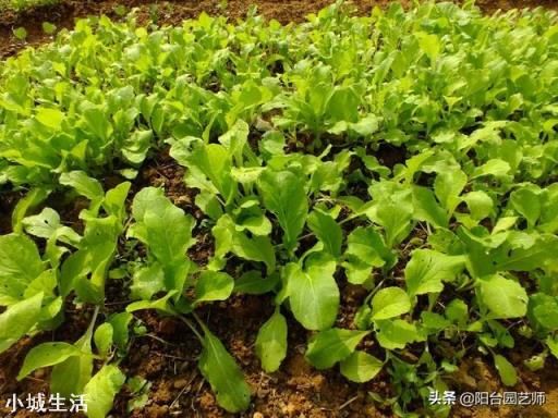 小白菜不打药怎么治理虫害？