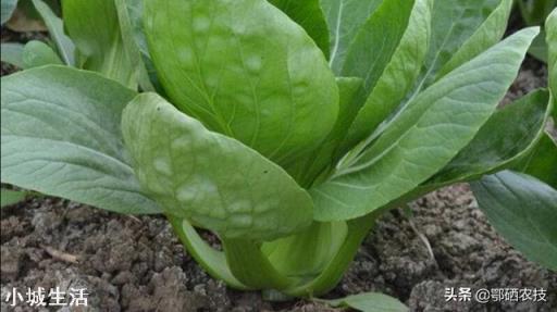 小白菜不打药怎么治理虫害？