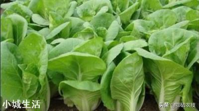 小白菜不打药怎么治理虫害？