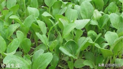 小白菜不打药怎么治理虫害？