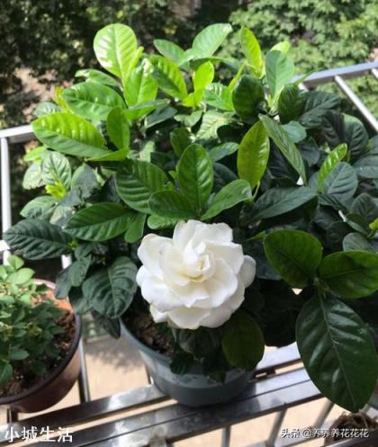 栀子花有花苞该怎么施肥?