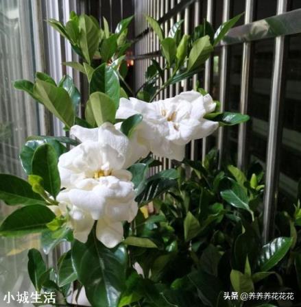 栀子花有花苞该怎么施肥?