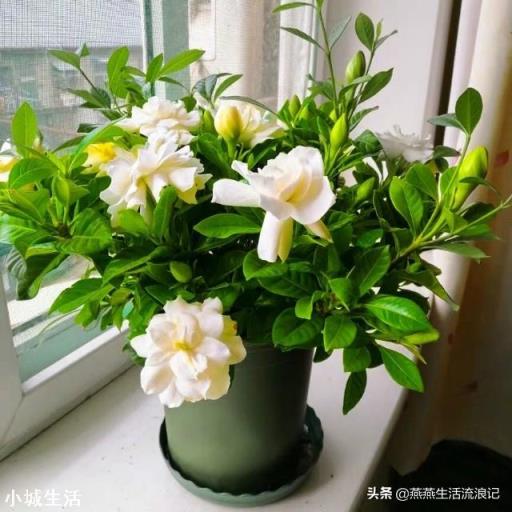 栀子花有花苞该怎么施肥?