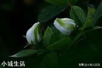 栀子花有花苞该怎么施肥?