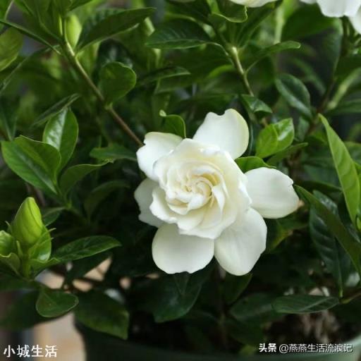 栀子花有花苞该怎么施肥?