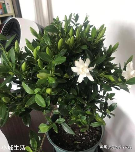 栀子花有花苞该怎么施肥?