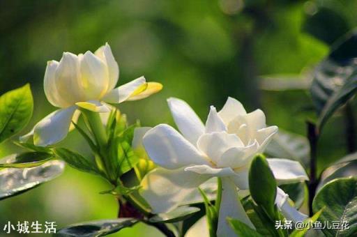 栀子花有花苞该怎么施肥?