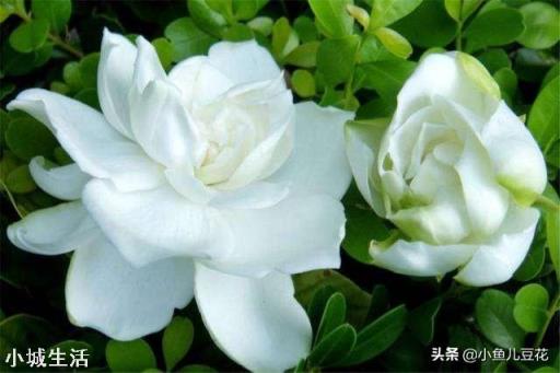 栀子花有花苞该怎么施肥?