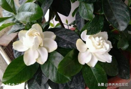 栀子花有花苞该怎么施肥?