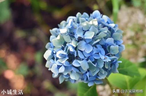 绣球花移栽后叶子边缘逐渐干枯是怎么回事？