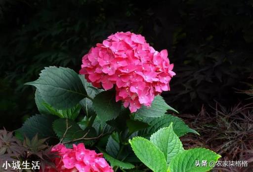 绣球花移栽后叶子边缘逐渐干枯是怎么回事？