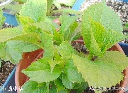 绣球花移栽后叶子边缘逐渐干枯是怎么回事？