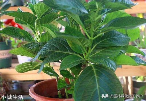 绣球花移栽后叶子边缘逐渐干枯是怎么回事？