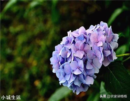 绣球花移栽后叶子边缘逐渐干枯是怎么回事？