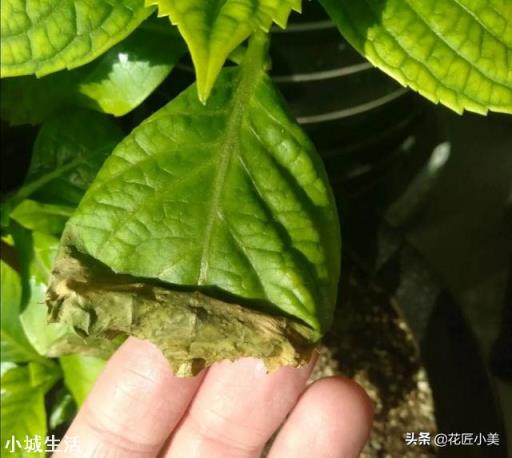 绣球花移栽后叶子边缘逐渐干枯是怎么回事？