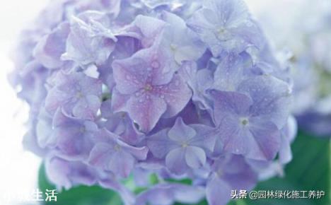 绣球花移栽后叶子边缘逐渐干枯是怎么回事？